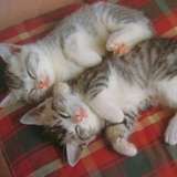 teru_jpn from onlyfans